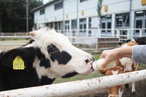 淡路島牧場で乳しぼりやバターづくり体験！BBQのランチや売店のお土産もおすすめ