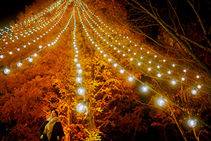 神戸クリスマスマーケット2024	（兵庫県／神戸市）