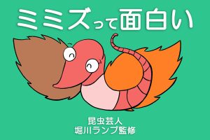 ミミズの面白い生態!口はどこ?鳴くって本当?種類やアスファルトにいる理由も