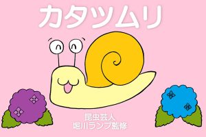 カタツムリには歯がある!? 何を食べる?飼い方や生態、ナメクジとの違いは?