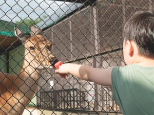 山形県の無料スポット・遊び場14選!ふれあいが人気の動物園や鹿に会える公園など
