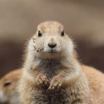 東京都の無料の動物園・水族館など6選！ポニー乗馬やふれあい体験も