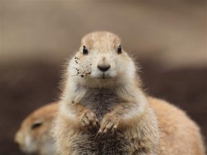 東京都の無料の動物園・水族館など6選!ポニー乗馬やふれあい体験も