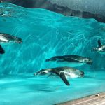 神奈川県の無料スポット・遊び場22選！動物園や科学館、交通公園など