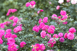 2025オータムフェスティバル（東京都/練馬区）