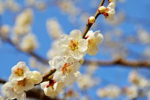 神奈川・小田原フラワーガーデンで「梅まつり」開催 約300品種500本がまもなく見頃!手作り体験が子どもにおすすめ!