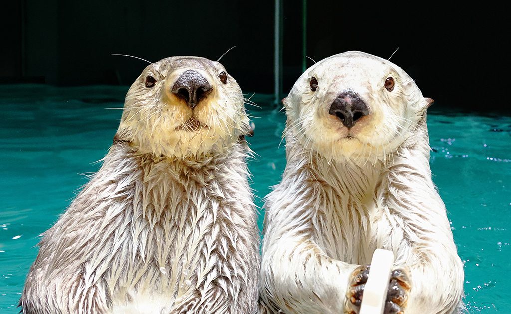 あっこ★ ホンダ ライブDio ZX AF35｜アップル伊勢崎西店｜新車