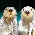 ラッコがいるのは鳥羽水族館だけ！キュートな行動や性格、浮く理由など特徴、生態も
