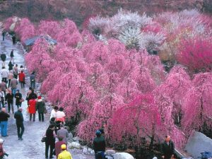 東海の梅の名所・梅林・梅園33選（2025）開花時期や梅まつりもチェック