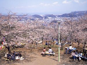 神奈川県で桜・お花見がおすすめの大型公園(2025)子ども連れで桜散歩!