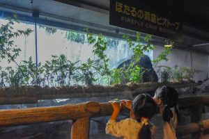 ホテル椿山荘東京「ほたるの夕べ」子どもの楽しみ方は?見頃時期・蛍の数・雨の日は?(2025年)