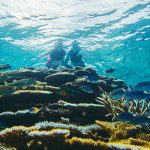 「西表島ホテル by 星野リゾート」のシュノーケリングプログラムは自由研究にもおすすめ！友だち100匹できるかな