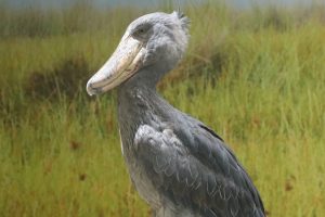 神戸どうぶつ王国に新たなハシビロコウ2羽が登場。名前は?一般公開はいつから?アジア初の繁殖を目指して