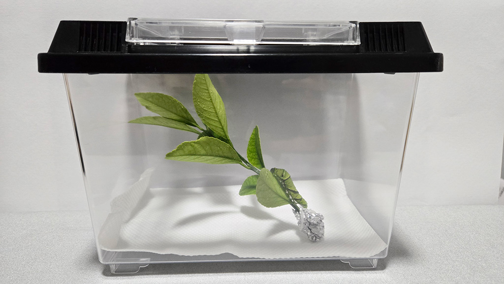 手順2:飼育セットを用意して幼虫をお世話しよう│【自由研究】アゲハチョウの成長を観察