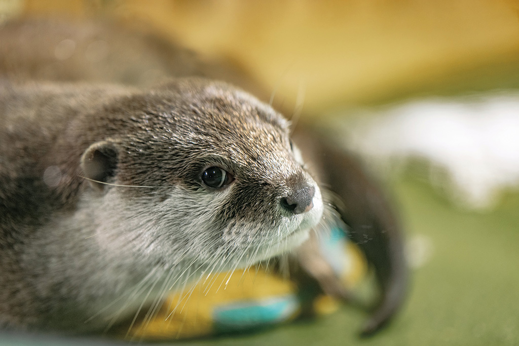 コツメカワウソ/竹島水族館(愛知県/蒲郡市)
