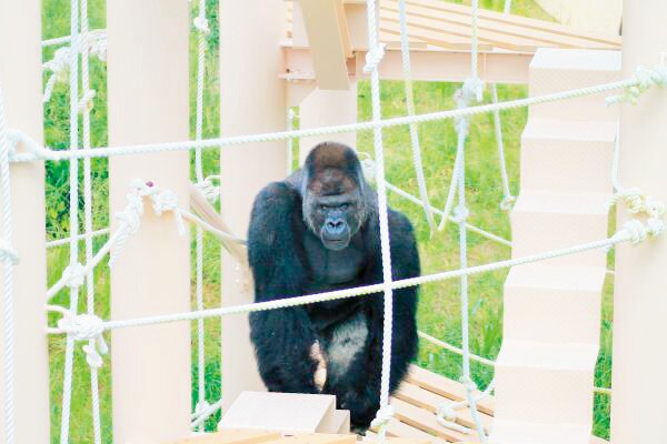 ニシゴリラ「シャバーニ(オス)」/東山動植物園(愛知県/名古屋市)