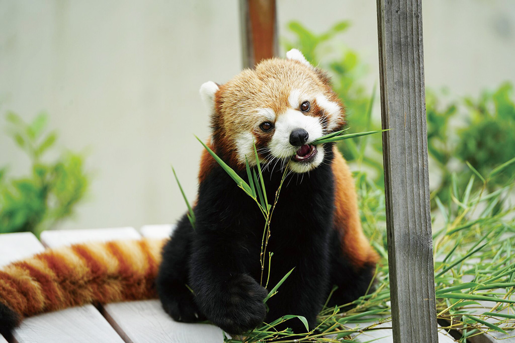 シセンレッサーパンダ「令(オス)」/東山動植物園(愛知県/名古屋市)