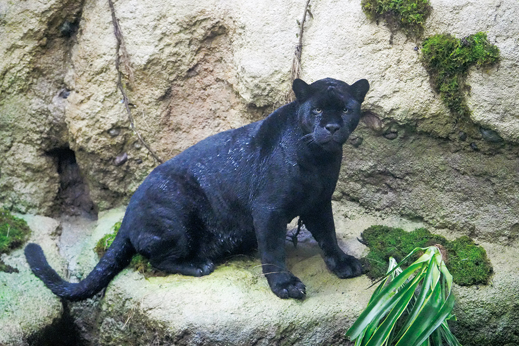 ジャガー/東山動植物園(愛知県/名古屋市)