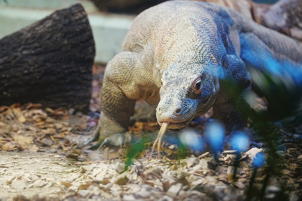 コモドオオトカゲ/東山動植物園(愛知県/名古屋市)