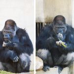 【名古屋】東山動植物園の人気者に会いに行こう！ゴリラのシャバーニやレッサーパンダ、コアラなど