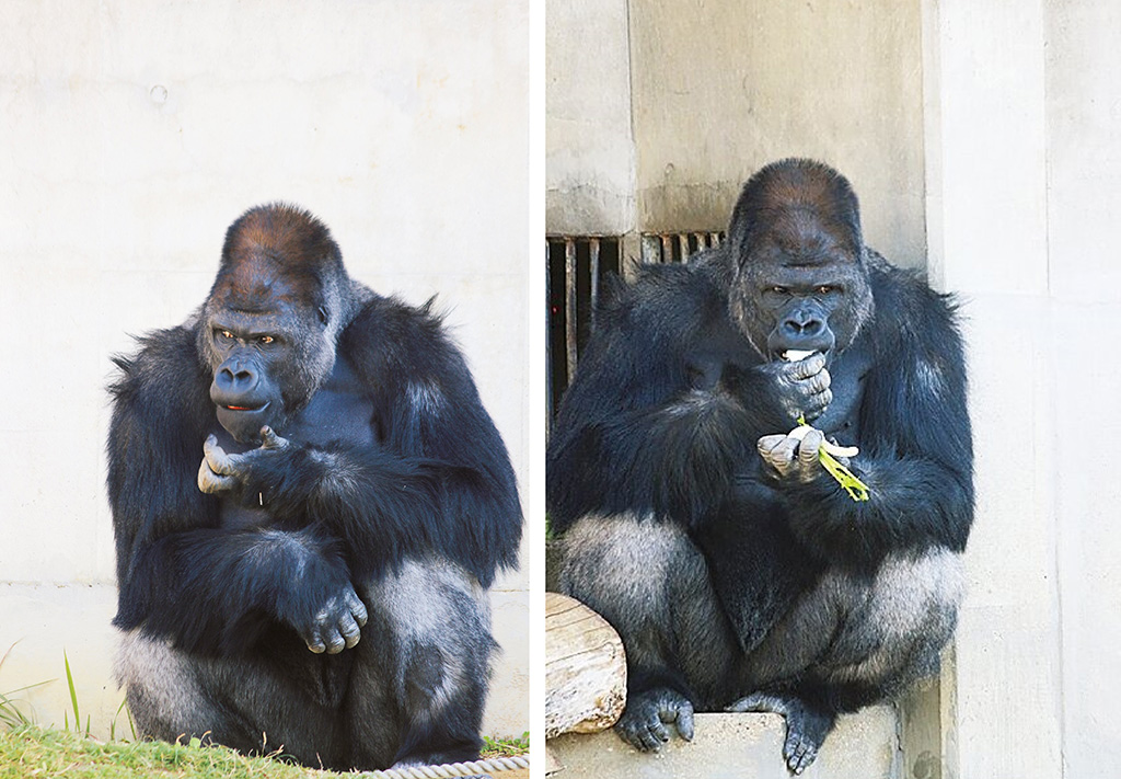 ニシゴリラ「シャバーニ(オス)」/東山動植物園(愛知県/名古屋市)