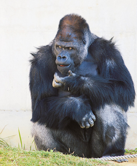 ニシゴリラ「シャバーニ(オス)」/東山動植物園(愛知県/名古屋市)