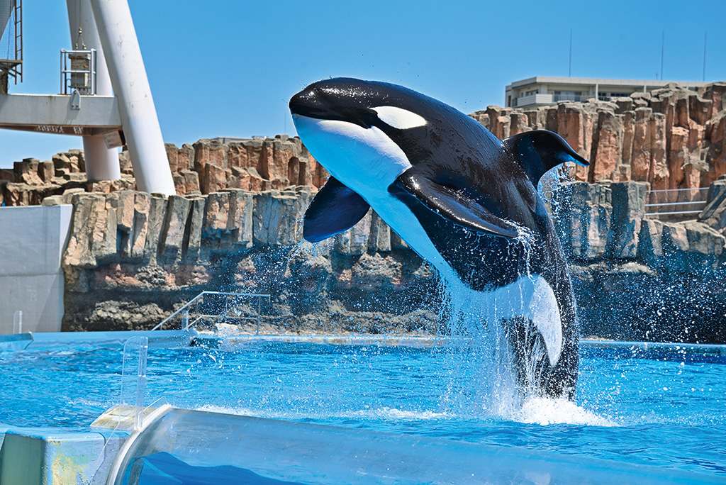 シャチ「アース（オス）」/名古屋港水族館（名古屋市/港区）