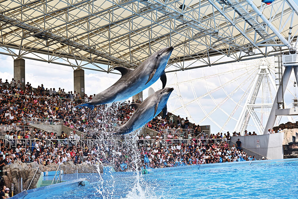 イルカ/名古屋港水族館(名古屋市/港区)