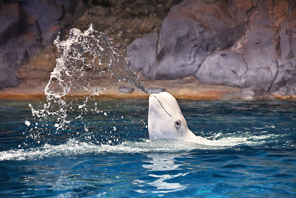 ベルーガ/名古屋港水族館(名古屋市/港区)