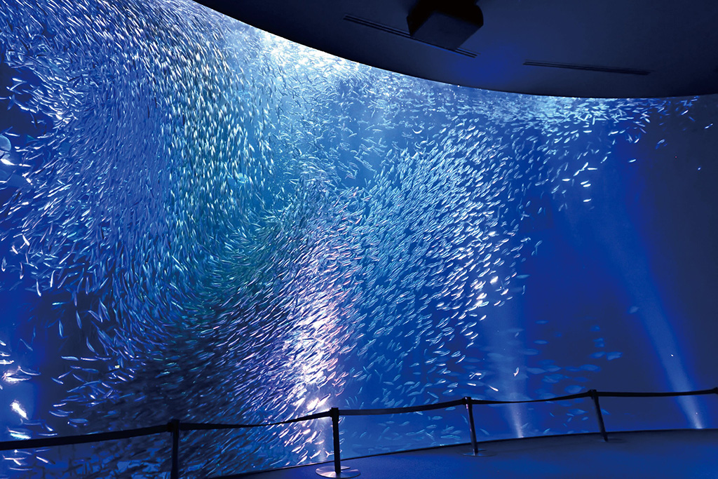 マイワシのトルネード/名古屋港水族館(名古屋市/港区)