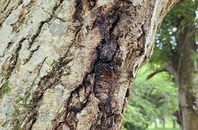 樹液がしみ出して黒くなっている/キャンピングヒルズ鴨川(千葉県/鴨川市)