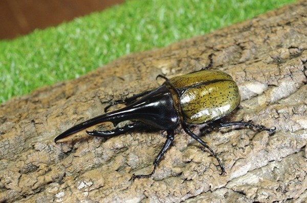 ふれあいカブトムシ・クワガタ昆虫展 in ところざわサクラタウン/ところざわサクラタウン(埼玉県/所沢市)