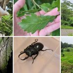 カブトムシ・クワガタ採集ができる千葉のキャンプ場「キャンピングヒルズ鴨川」を取材！