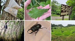 カブトムシ・クワガタ採集ができる千葉のキャンプ場「キャンピングヒルズ鴨川」を取材！