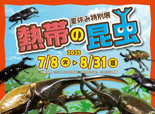 熱帯の昆虫2025