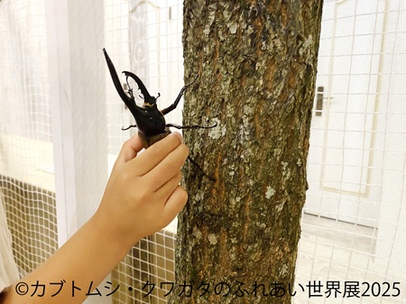 カブトムシ・クワガタのふれあい世界展