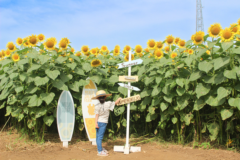 Tallひまわり畑│YUMEBOKU SUMMER FESTIVAL 2025/成田ゆめ牧場(千葉県/成田市)