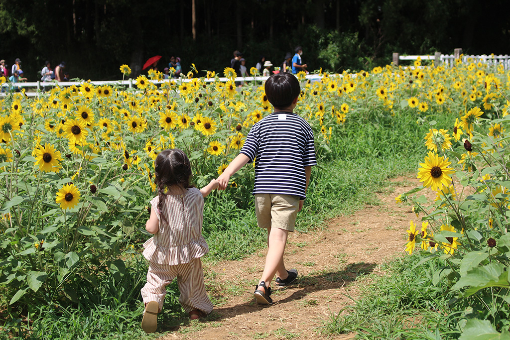 ひまわり畑│YUMEBOKU SUMMER FESTIVAL 2025/成田ゆめ牧場(千葉県/成田市)