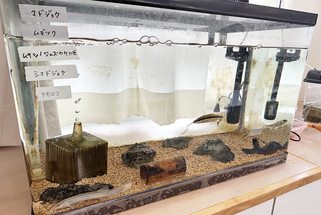 生物部が育てている生きものたち/光塩女子学院中等科(東京都/杉並区)
