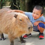 長崎バイオパークは動物たちと間近でふれあえる！カピバラ・カンガルー・リスザルなど