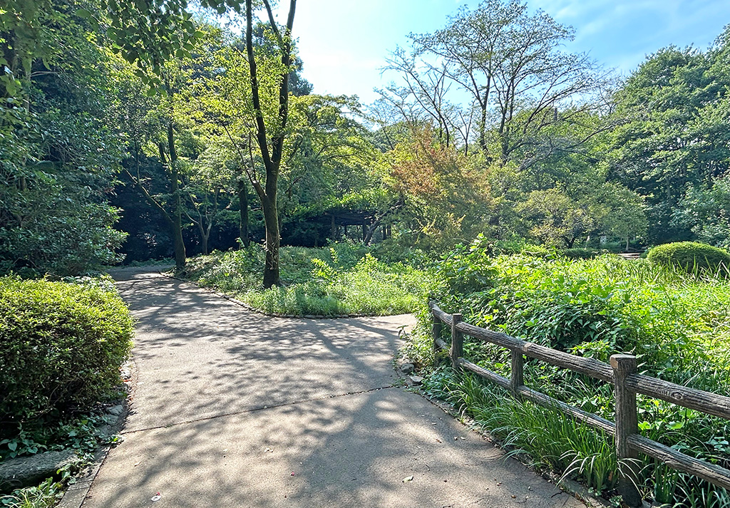 芹ヶ谷公園 藤棚近く(東京都/町田市)のポケふたへの散策路