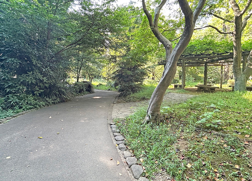 芹ヶ谷公園 藤棚近く(東京都/町田市)のポケふたへの散策路