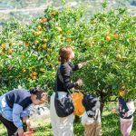 和歌山・伊藤農園で「みかんピング」開催　収穫、食べ比べ、アート体験も楽しめるみかん収穫体験型イベント