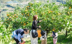 和歌山・伊藤農園で「みかんピング」開催　収穫、食べ比べ、アート体験も楽しめるみかん収穫体験型イベント