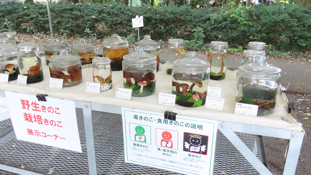 野生きのこ・栽培きのこの展示/きのこ展 ~名前にまつわるミステリー~(茨城県/つくば市)