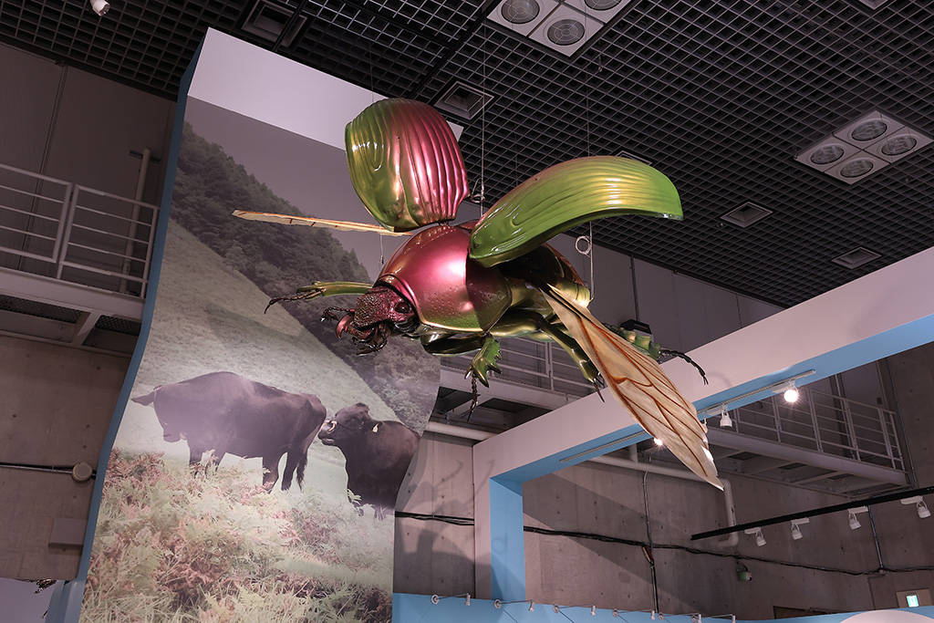 昆虫標本│特別展「昆虫 MANIAC」開催概要/名古屋市科学館（愛知県/名古屋市）