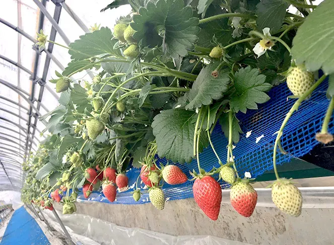 まちと里山の距離が近くアウトドア体験で自然に癒やされる 画像3