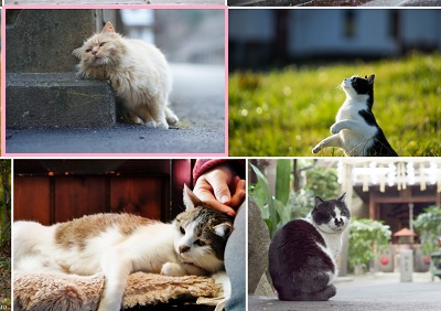 画像のサムネイル一覧などで、拡大させたい画像の上にマウスカーソルを乗せて待機