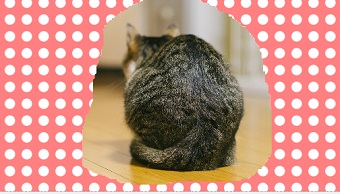 緑色の部分が透過