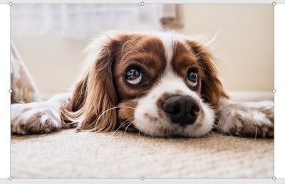 画像をクリックして選択状態にする